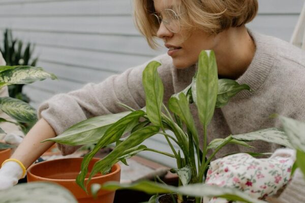 Tips for Creating a Sustainable Home Garden Throughout the Year